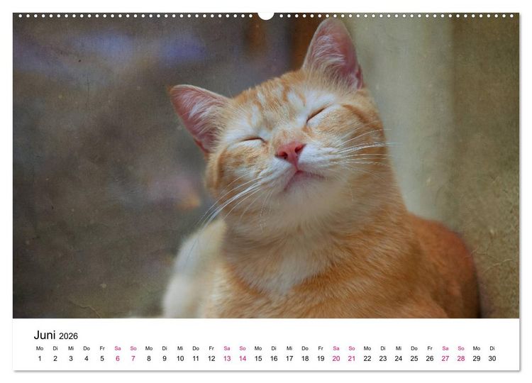 Produktbild: Katzenjahr 2026 (hochwertiger Premium Wandkalender 2026 DIN A2 quer), Kunstdruck in Hochglanz
