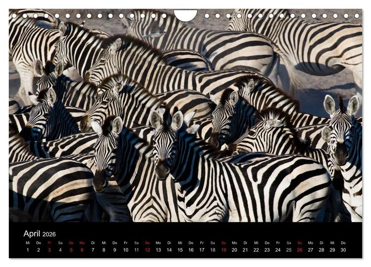 Produktbild: Zebras - Faszination der Streifen (Wandkalender 2026 DIN A4 quer), CALVENDO Monatskalender