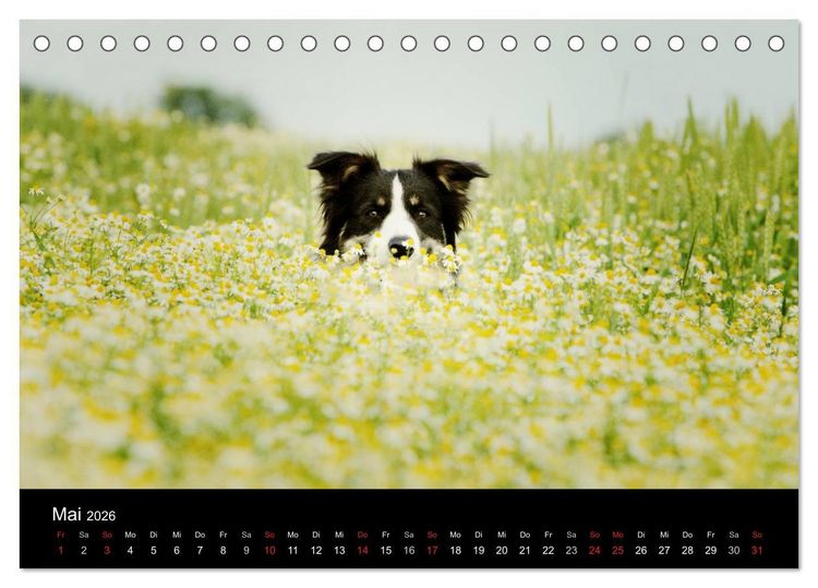 Produktbild: Der Bordercollie-Kalender (Tischkalender 2026 DIN A5 quer), CALVENDO Monatskalender