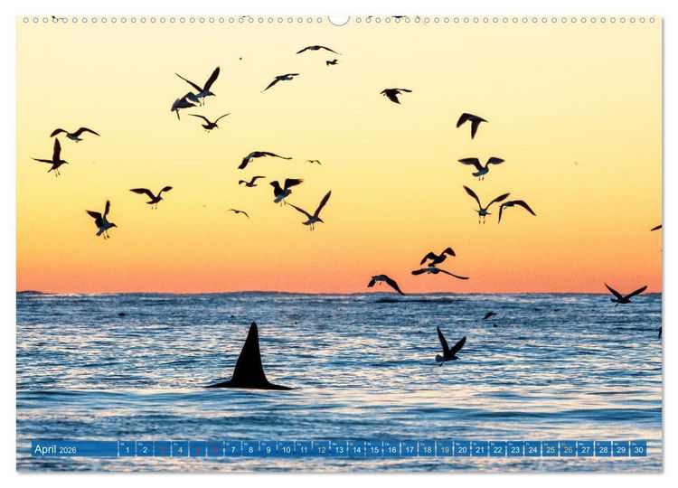 Produktbild: Orcas: Schwarz-wei&szlig;e Giganten (Wandkalender 2026 DIN A2 quer), CALVENDO Monatskalender