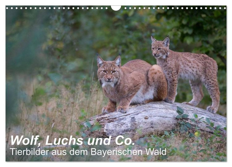 Produktbild: Wolf, Luchs und Co. - Tierbilder aus dem Bayerischen Wald (Wandkalender 2026 DIN A3 quer), CALVENDO Monatskalender