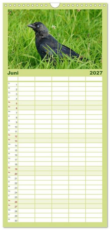 Produktbild: Familienplaner 2027 - Das Leben der Rabenv&ouml;gel mit 5 Spalten (Wandkalender, 21 x 45 cm) CALVENDO