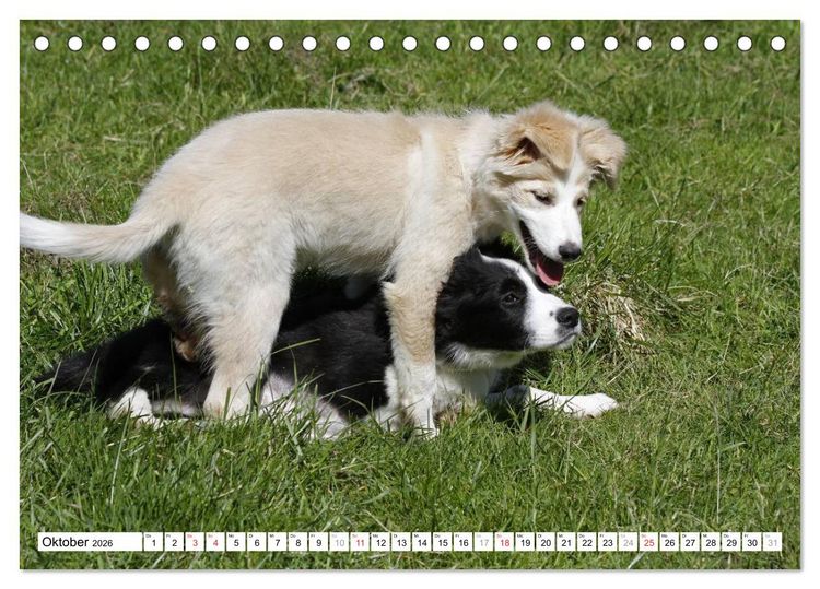 Produktbild: Border Collie Welpen (Tischkalender 2026 DIN A5 quer), CALVENDO Monatskalender