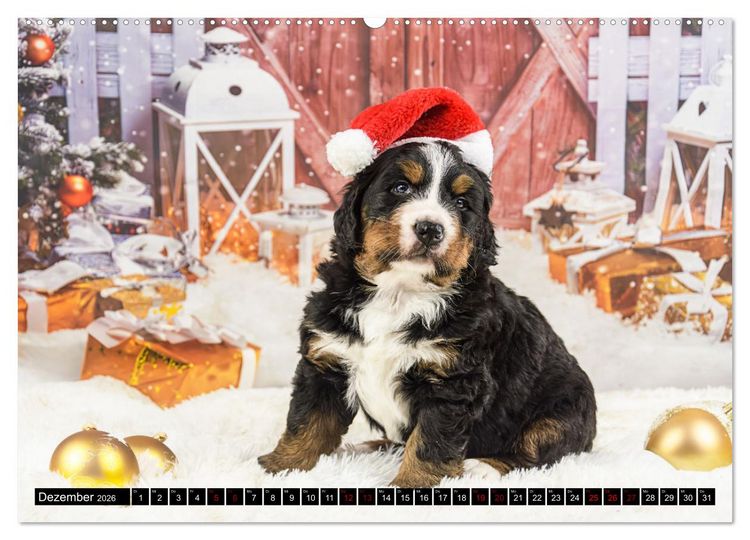 Produktbild: Berner Sennenhunde - Faszinierende Herzensbrecher (Wandkalender 2026 DIN A2 quer), CALVENDO Monatskalender