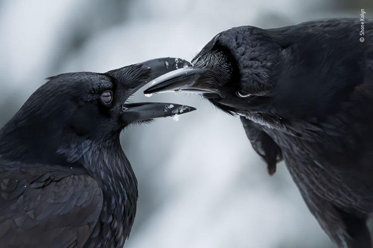 Produktbild: Wildlife Fotografien des Jahres &ndash; Portfolio 31