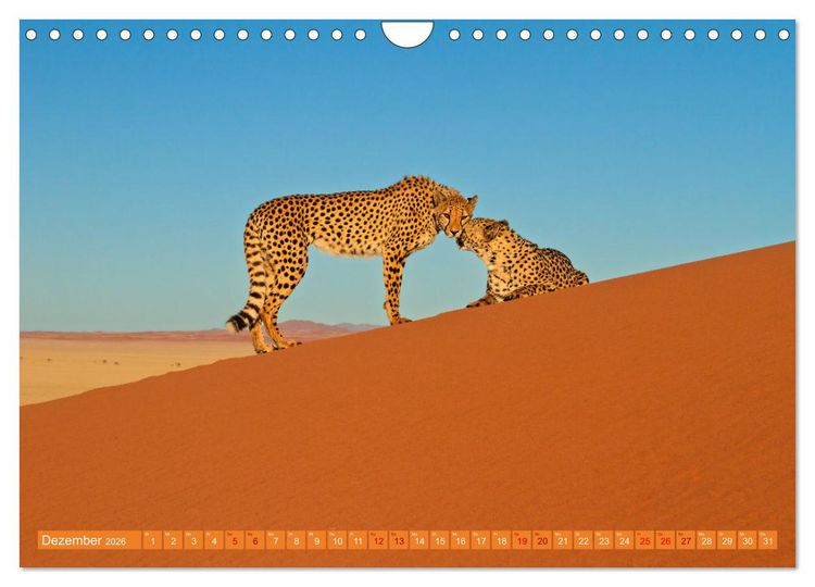 Produktbild: Afrikas Tierwelt - Geparde (Wandkalender 2026 DIN A4 quer), CALVENDO Monatskalender
