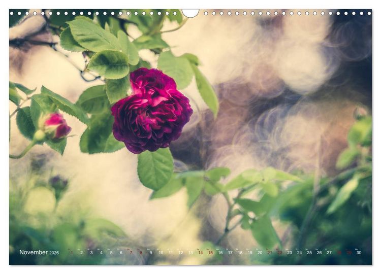 Produktbild: Die Welt der Alten Rosen (Wandkalender 2026 DIN A3 quer), CALVENDO Monatskalender