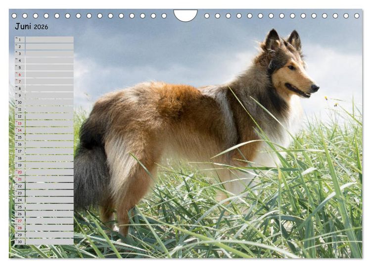 Produktbild: Highland Hawk Fame - Ein Collie begleitet durch das Jahr (Wandkalender 2026 DIN A4 quer), CALVENDO Monatskalender