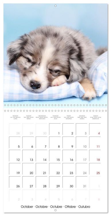 Produktbild: Sleeping Puppies (Wall Calendar 2026 12 &times; 12 Inch) CALVENDO 12 Month Wall Calendar