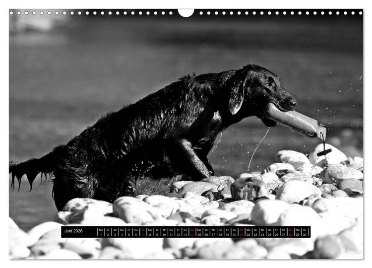 Produktbild: Flatcoated Retriever Black Edition (Wandkalender 2026 DIN A3 quer), CALVENDO Monatskalender