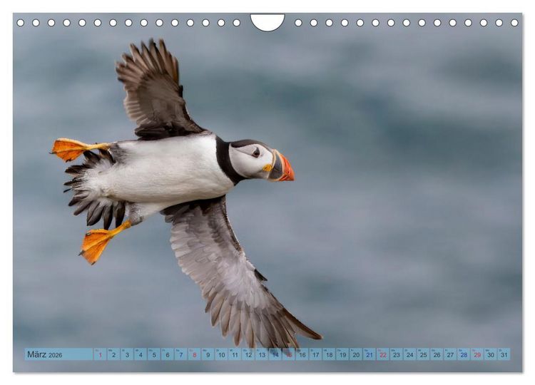 Produktbild: Papageientaucher - Farbenfrohe Flieger der Natur (Wandkalender 2026 DIN A4 quer), CALVENDO Monatskalender