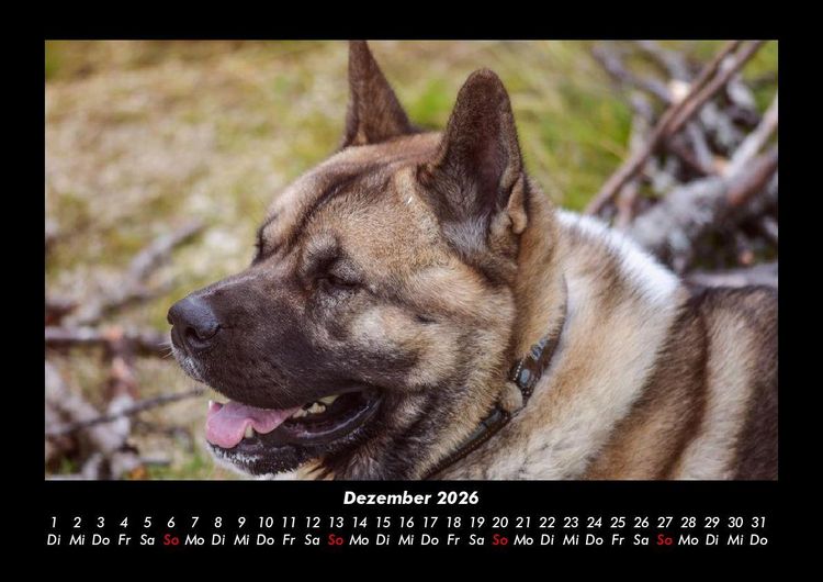 Produktbild: Der Hundekalender 2026 Fotokalender DIN A3