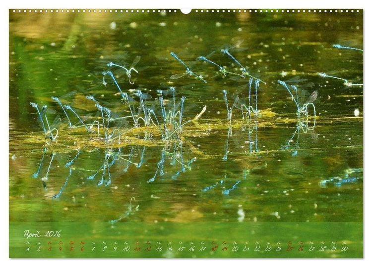 Produktbild: Wilde Toskana - von Ren&eacute; Schaack (Wandkalender 2026 DIN A2 quer), CALVENDO Monatskalender