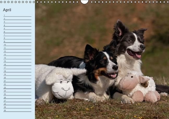 Produktbild: Der Border Collie Geburtstagskalender (Wandkalender immerw&auml;hrend DIN A3 quer)