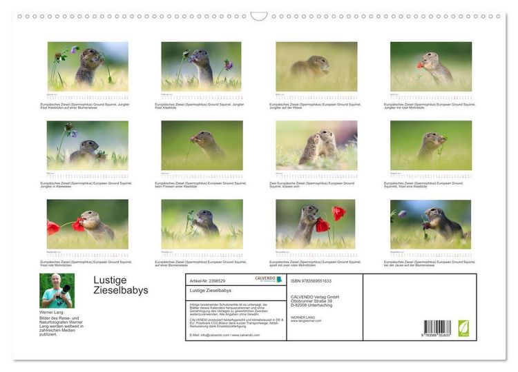 Produktbild: Lustige Zieselbabys (Wandkalender 2027 DIN A2 quer), CALVENDO Monatskalender