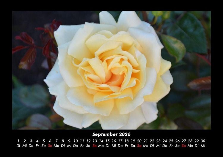 Produktbild: Rosentraum 2026 Fotokalender DIN A3