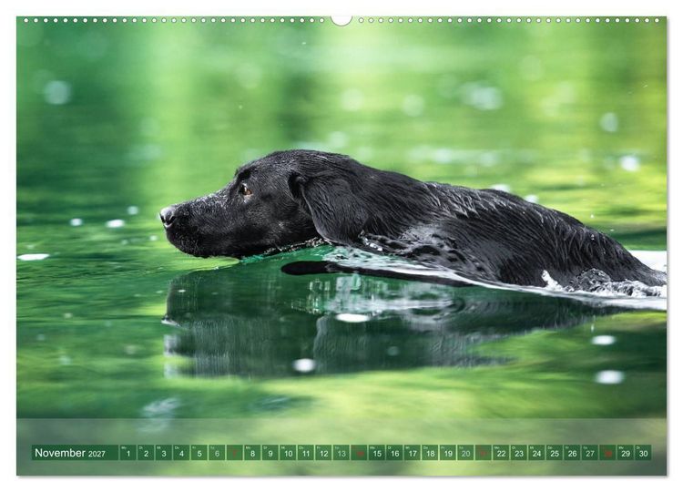 Produktbild: Labradore im Wasser (Wandkalender 2027 DIN A2 quer), CALVENDO Monatskalender