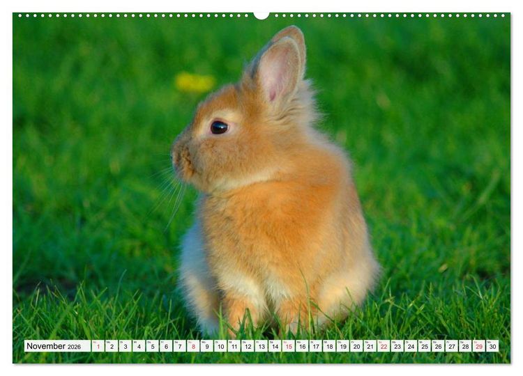Produktbild: Kaninchen und Hasen (hochwertiger Premium Wandkalender 2026 DIN A2 quer), Kunstdruck in Hochglanz