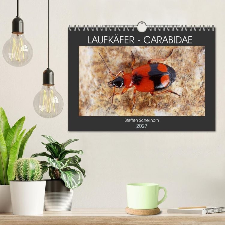 Produktbild: LAUFK&Auml;FER - CARABIDAE (Wandkalender 2027 DIN A4 quer), CALVENDO Monatskalender