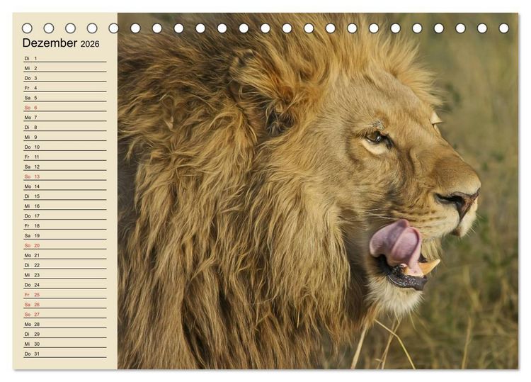 Produktbild: L&ouml;wen in freier Wildbahn (Tischkalender 2026 DIN A5 quer), CALVENDO Monatskalender