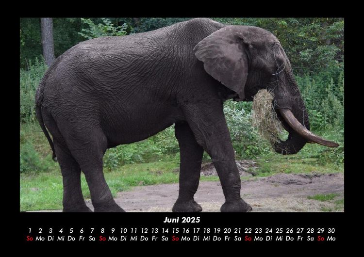 Produktbild: Elefanten 2025 Fotokalender DIN A3