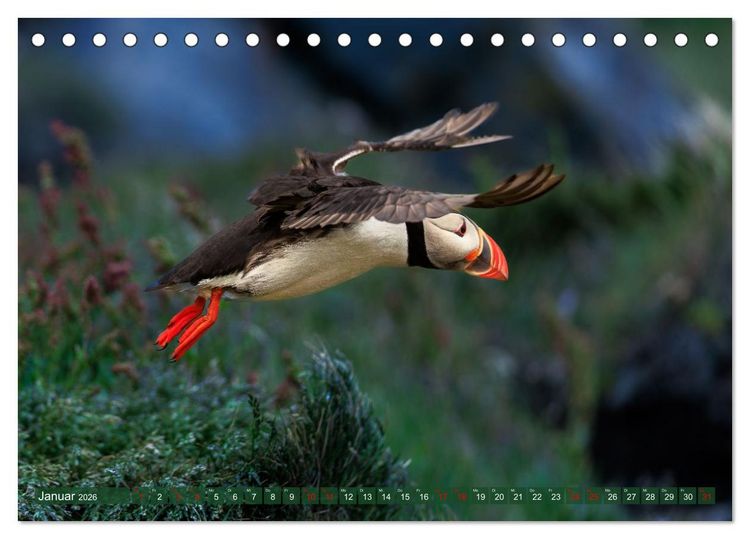 Produktbild: Puffins - Papageientaucher auf Island (Tischkalender 2026 DIN A5 quer), CALVENDO Monatskalender