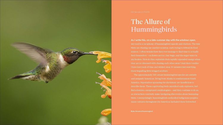 Produktbild: The Hummingbird Handbook