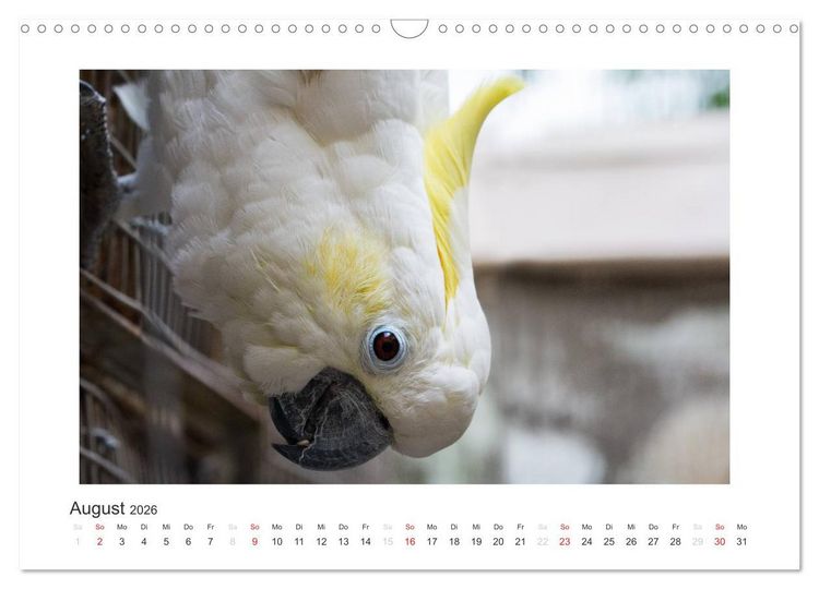 Produktbild: Kunterbunte Papageien und Sittiche (Wandkalender 2026 DIN A3 quer), CALVENDO Monatskalender