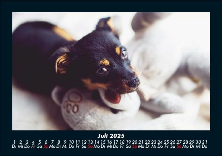 Produktbild: Welpen 2025 Fotokalender DIN A5
