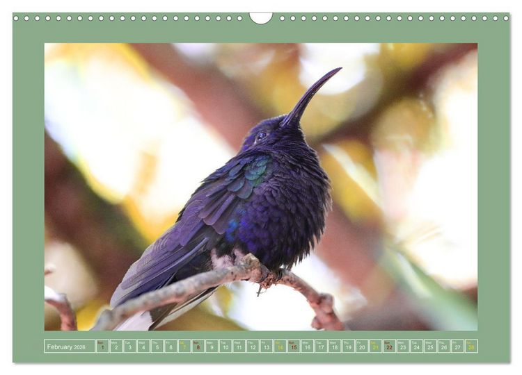 Produktbild: Some Costa Rican Birds (Wall Calendar 2026 DIN A3 landscape), CALVENDO 12 Month Wall Calendar