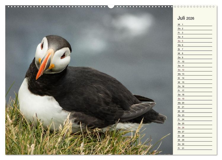 Produktbild: Die Papageientaucher von Island (hochwertiger Premium Wandkalender 2026 DIN A2 quer), Kunstdruck in Hochglanz