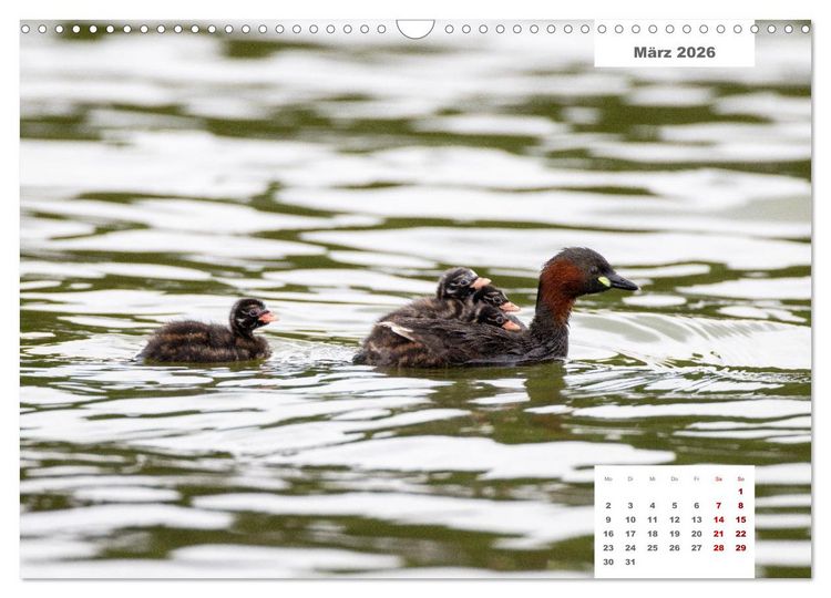 Produktbild: Zwei Tierfotografen Zw&ouml;lf Highlights (Wandkalender 2026 DIN A3 quer), CALVENDO Monatskalender