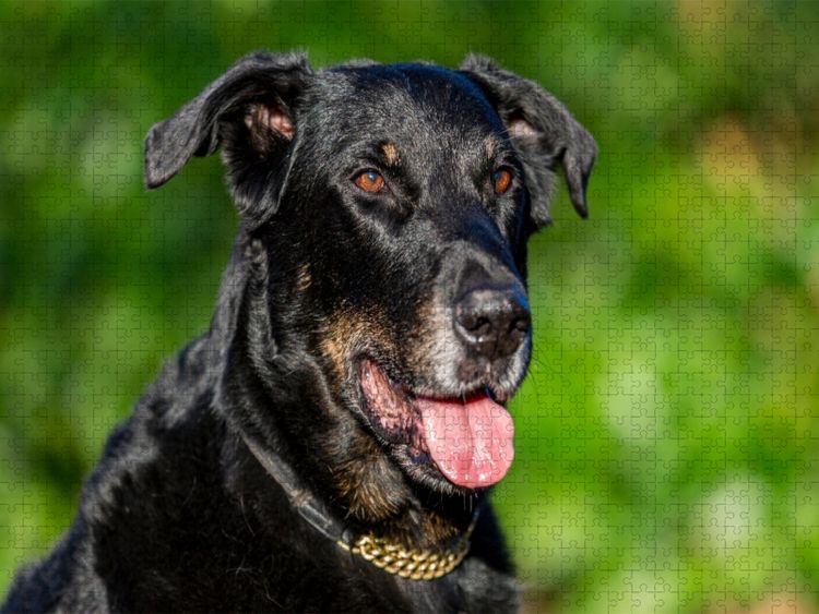 Produktbild: CALVENDO Puzzle Ein Motiv aus dem Kalender Der Beauceron | 2000 Teile Lege-Gr&ouml;&szlig;e 90x67cm Foto-Puzzle f&uuml;r gl&uuml;ckliche Stunden
