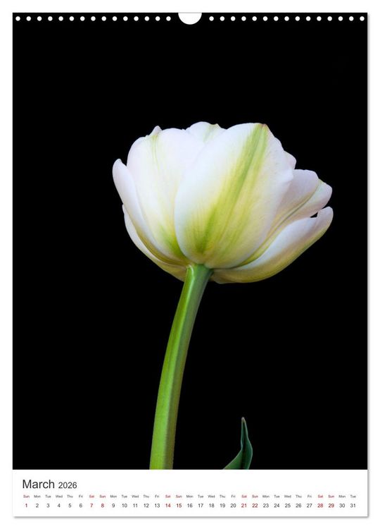 Produktbild: Springtime in my garden (Wall Calendar 2026 DIN A3 portrait), CALVENDO 12 Month Wall Calendar