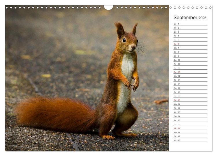 Produktbild: Eichh&ouml;rnchen (Wandkalender 2026 DIN A3 quer), CALVENDO Monatskalender