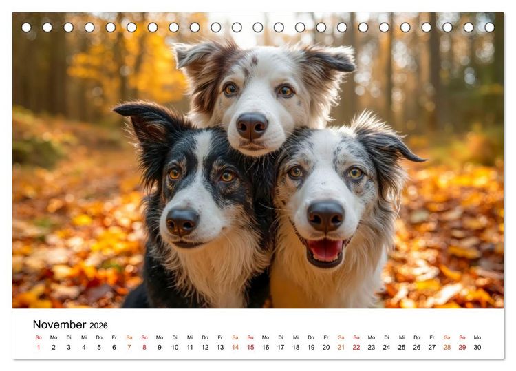 Produktbild: Border Collies H&uuml;teprofis (Tischkalender 2026 DIN A5 quer), CALVENDO Monatskalender
