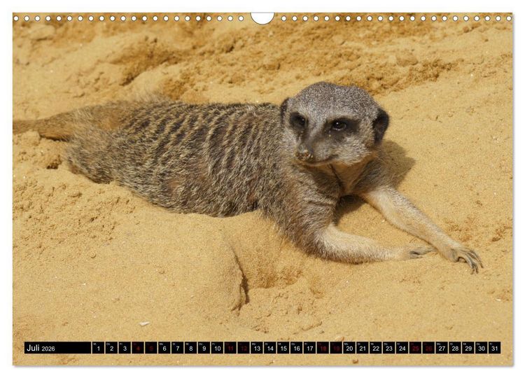 Produktbild: Lustige Erdm&auml;nnchen (Wandkalender 2026 DIN A3 quer), CALVENDO Monatskalender