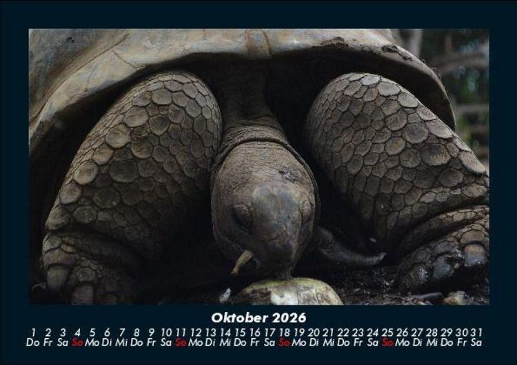 Produktbild: Schildkr&ouml;tenzauber 2026 Fotokalender DIN A5