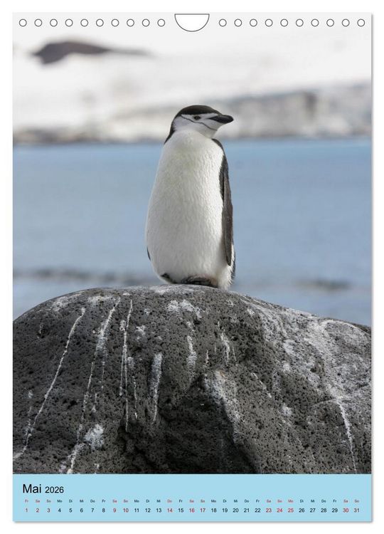 Produktbild: Antarktis - Das Gebiet der Pinguine (Wandkalender 2026 DIN A4 hoch), CALVENDO Monatskalender