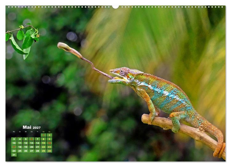 Produktbild: Cham&auml;leon: Die farbenfrohe Welt der Reptilien (Wandkalender 2027 DIN A2 quer), CALVENDO Monatskalender