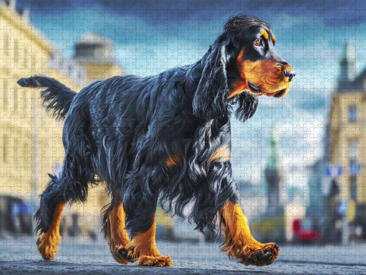 Produktbild: CALVENDO Puzzle Der Gordon Setter | 1000 Teile Lege-Gr&ouml;&szlig;e 64x48cm Foto-Puzzle f&uuml;r gl&uuml;ckliche Stunden