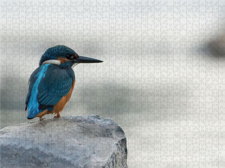 Produktbild: CALVENDO Puzzle Ganz allein 2000 Teile Lege-Gr&ouml;&szlig;e 900 x 670 cm Foto-Puzzle Bild von None Danielwayfotografie