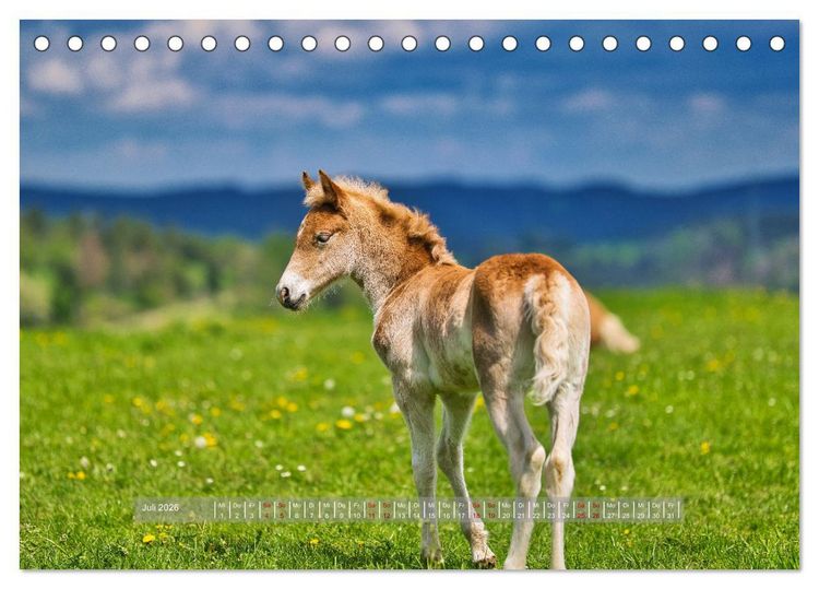 Produktbild: Haflinger Pferde in Th&uuml;ringen (Tischkalender 2026 DIN A5 quer), CALVENDO Monatskalender