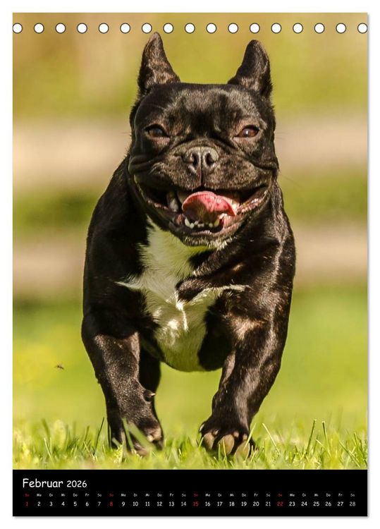 Produktbild: Franz&ouml;sische Bulldoggen - Eine Bully Liebeserk&auml;rung (Tischkalender 2026 DIN A5 hoch), CALVENDO Monatskalender