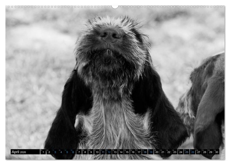 Produktbild: Carissimo Spinone Italiano (hochwertiger Premium Wandkalender 2026 DIN A2 quer), Kunstdruck in Hochglanz