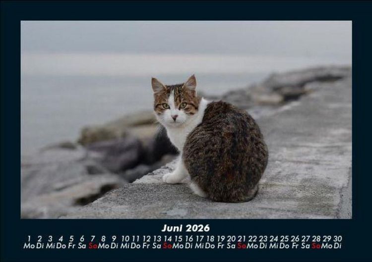 Produktbild: F&uuml;r Katzenfreunde 2026 Fotokalender DIN A5