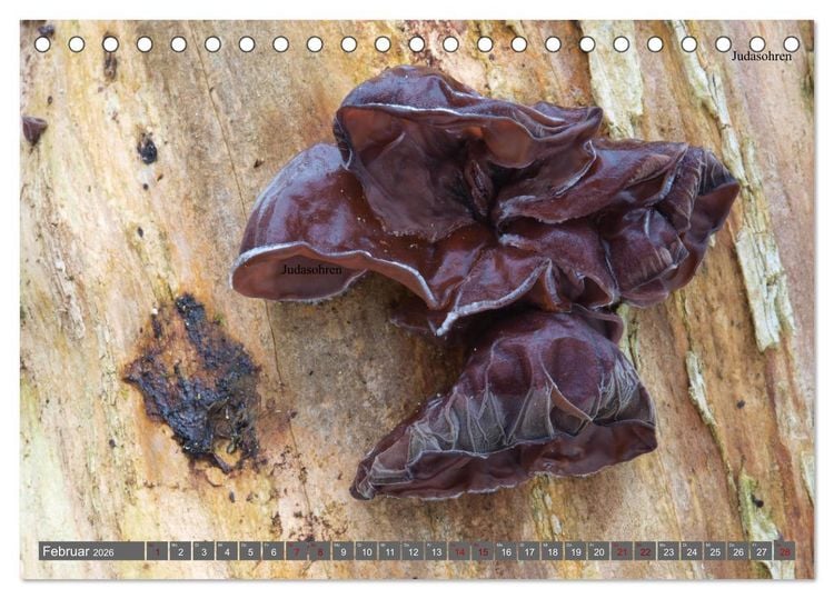 Produktbild: Pilze finden - das ganze Jahr! (Tischkalender 2026 DIN A5 quer), CALVENDO Monatskalender