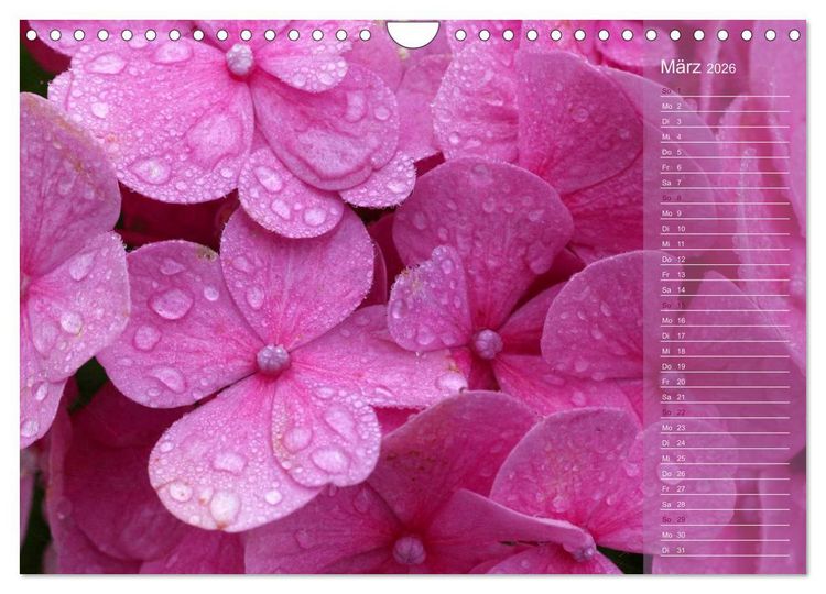 Produktbild: Hortensien / Geburtstagskalender (Wandkalender 2026 DIN A4 quer), CALVENDO Monatskalender