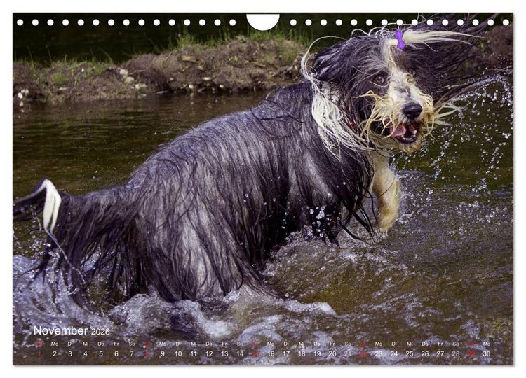 Produktbild: SPLASH - Hunde im Wasser (Wandkalender 2026 DIN A4 quer), CALVENDO Monatskalender