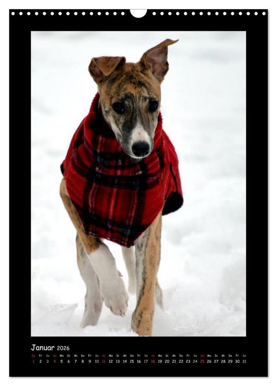 Produktbild: Ein Whippet wird erwachsen (Wandkalender 2026 DIN A3 hoch), CALVENDO Monatskalender